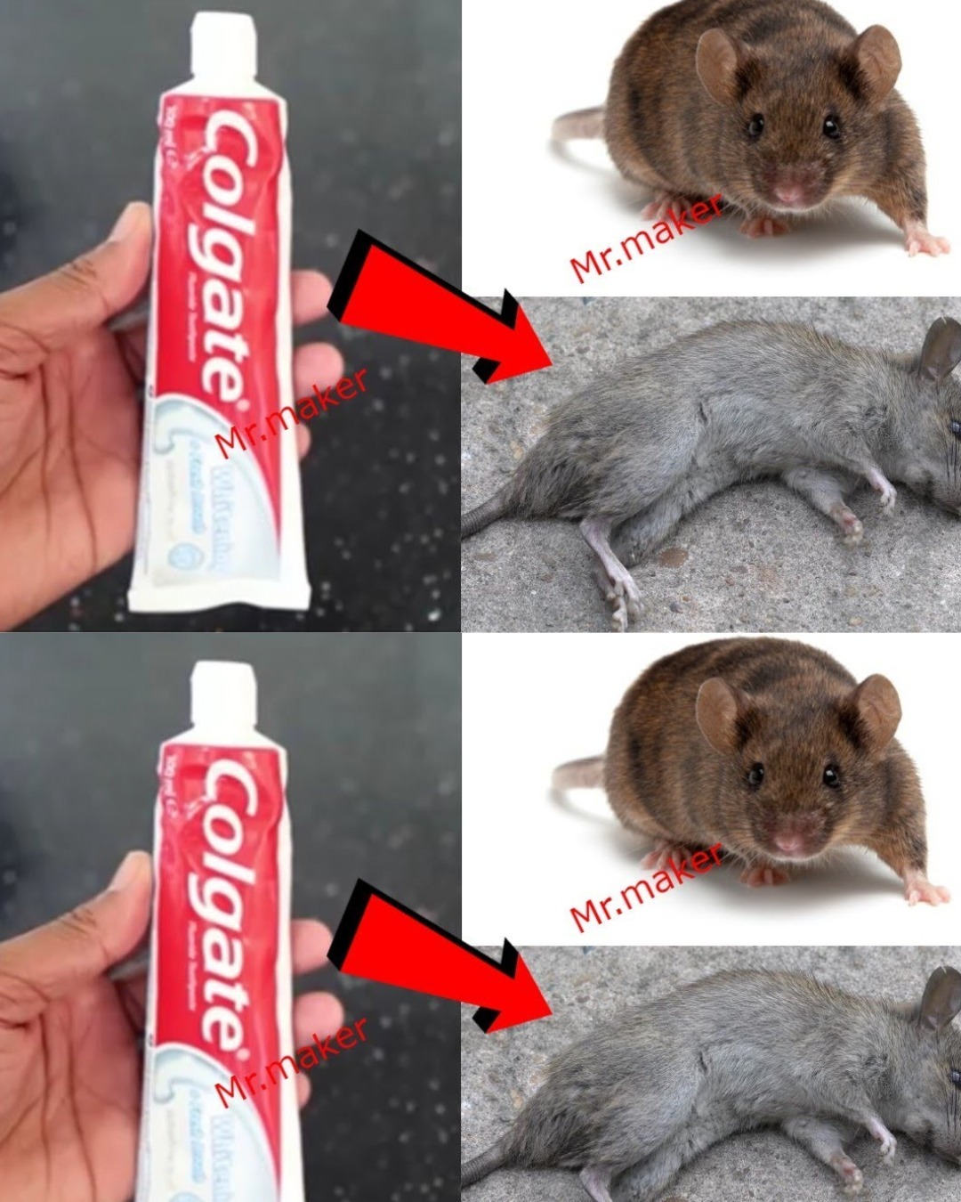 Rat Removal with Toothpaste