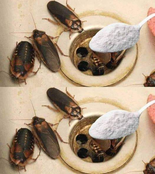 How to Eliminate Fleas, Ants and Cockroaches from Home Forever