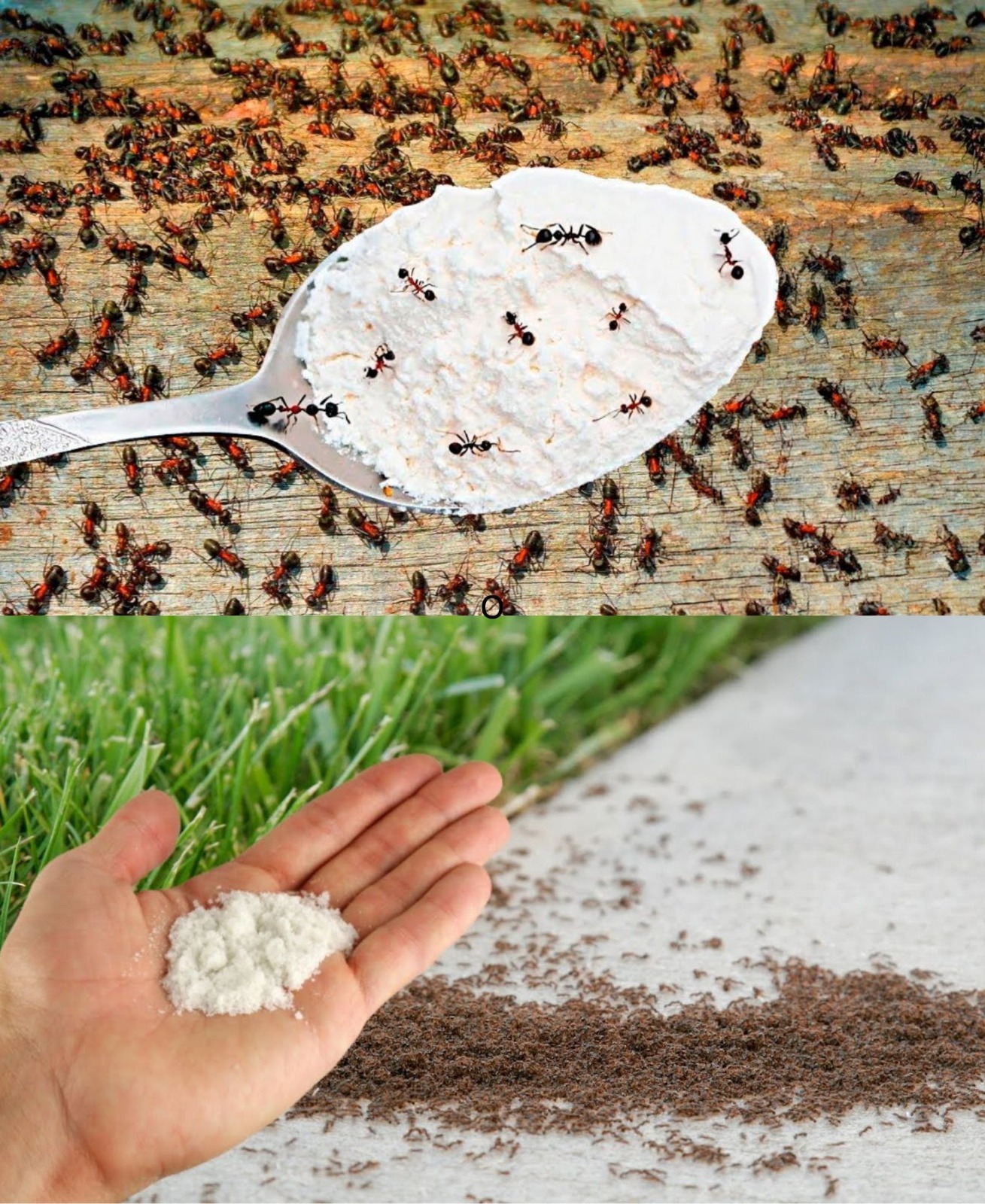 Get rid of ants with this organic method: they will never come back