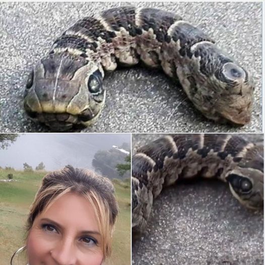 Woman discovers strange snake – like creature – you won’t believe what it really is