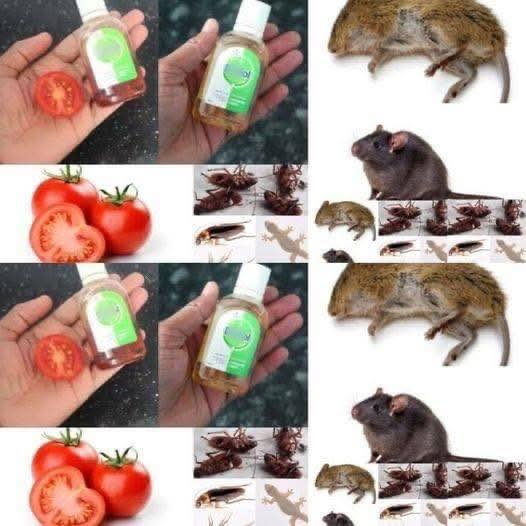 Natural Pest Control Remedies