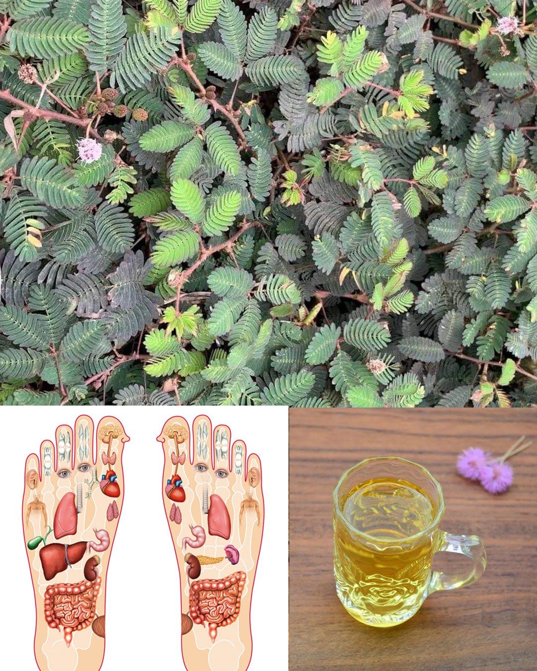 HT4. The Healing Power of Mimosa Pudica: 10 Health Benefits and How to Use This Amazing Plant