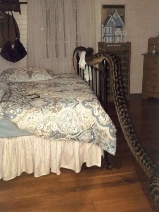 She was shocked to discover a five-meter snake next to her bed when she woke up. Where did he come from? You all need to exercise caution at home.