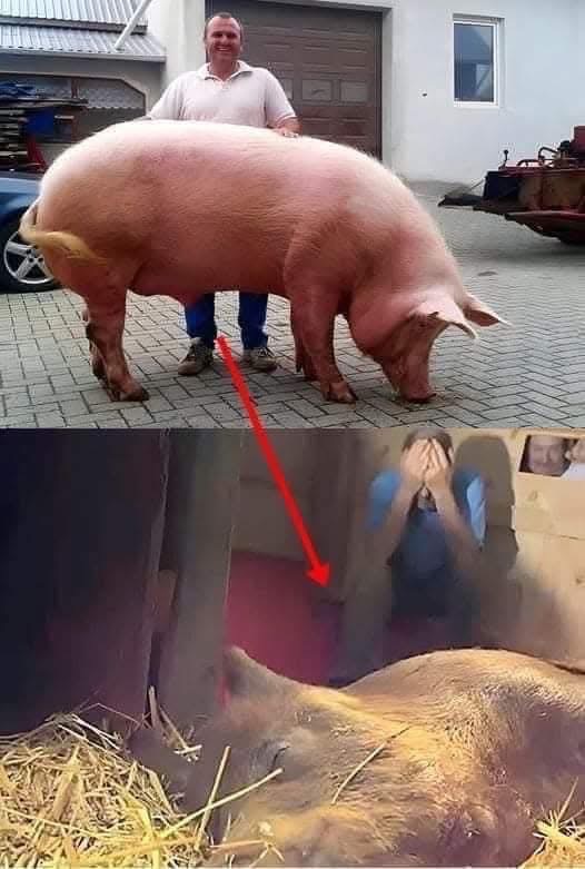 A Pregnant Sow Delivers 10 Piglets, Including a Golden One