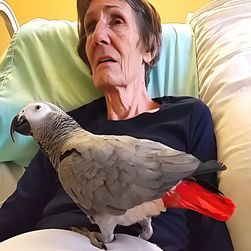 Dying woman says goodbye to her parrot: The bird’s immediate reaction makes me burst into tears 🥺 Check out the comments for a moving video 👇