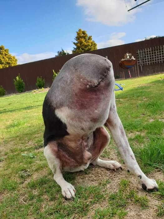 People Are Confused Over This Photo Of A ‘Headless’ Dog It’s not as sinister as you would first think… Check the comments ⬇️