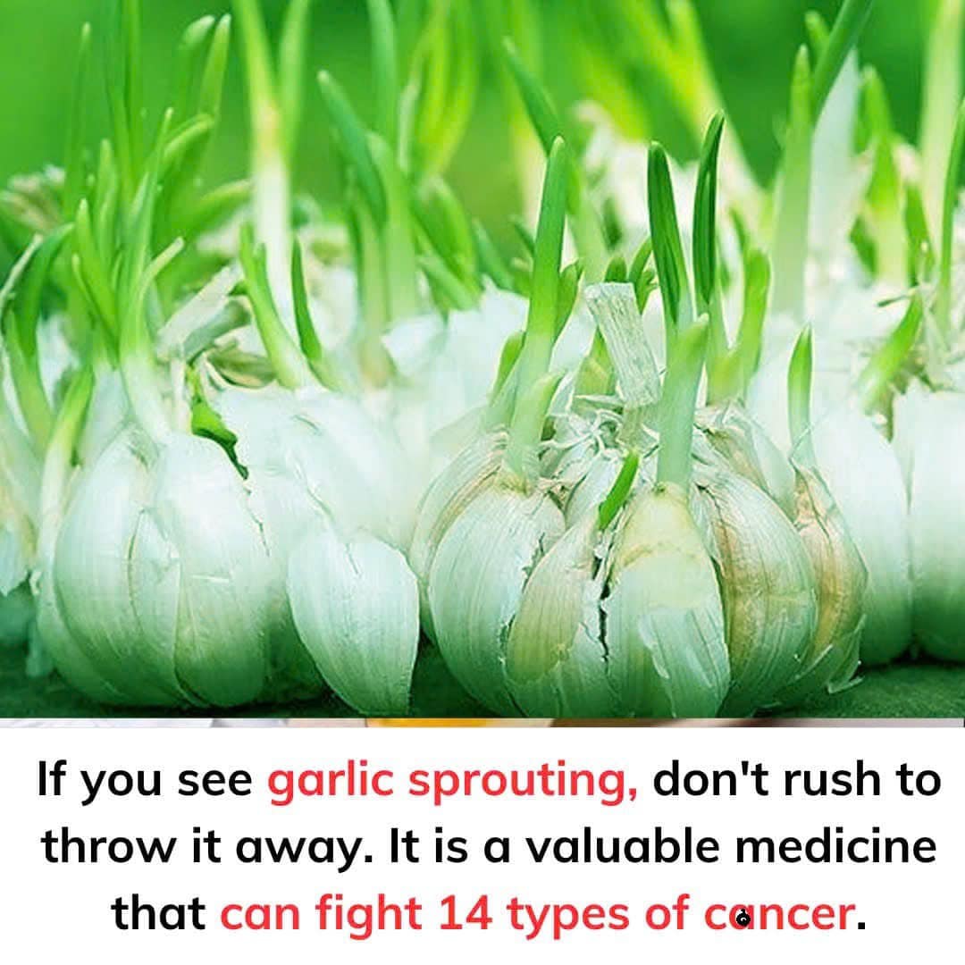 If you see garlic sprouting, don’t rush to throw it away. It is a valuable medicine that can fight 14 types of ca.ncer. Check Below !!