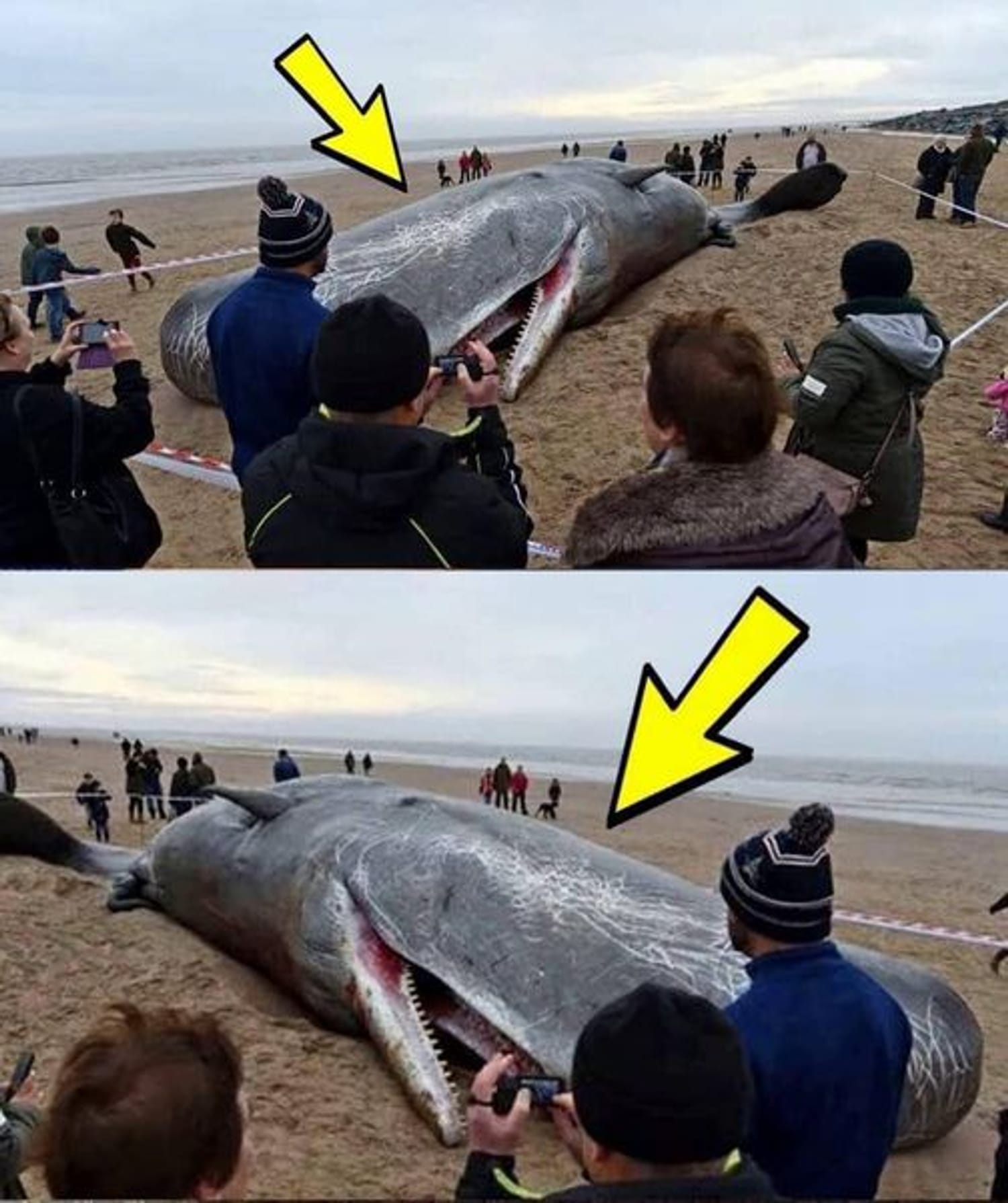 What They Found in the Stomach of This Sperm Whale Shocked the Entire World! It’s Hard to Believe!😱 See in the First Comment Below👇👇👇