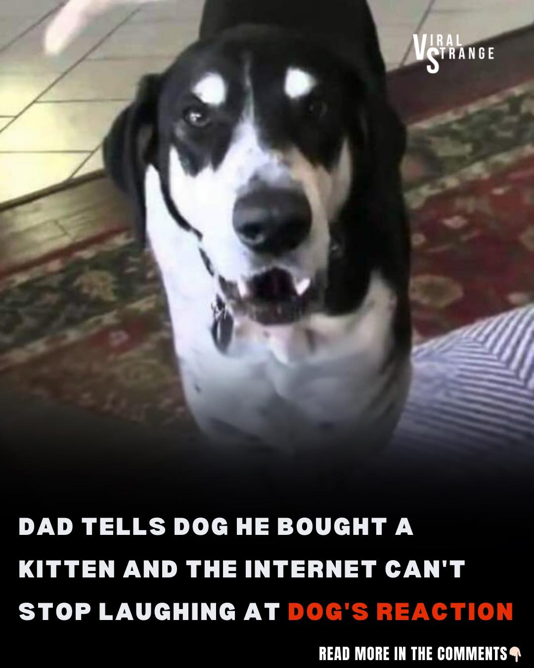 Dad Tells Dog He Bought a Kitten and The Internet Can’t Stop Laughing at Dog’s Reaction. Watch it in the first comment, don’t miss this cute video…