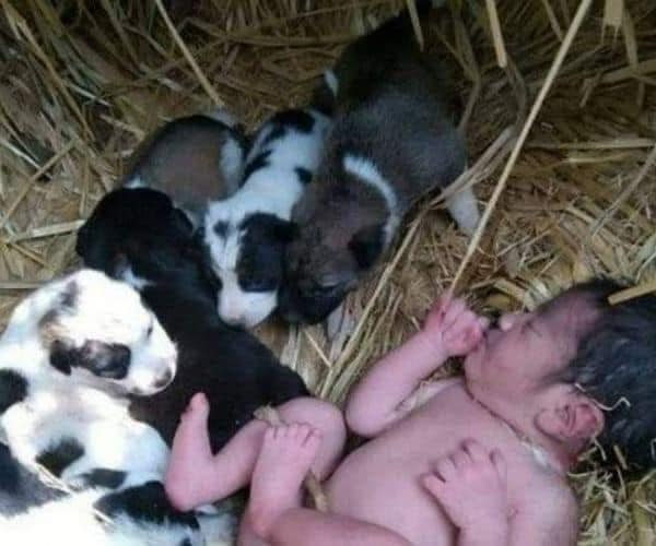 Homeless puppies saved the life of an abandoned girl by sheltering her from the winter cold… Details in the comments section 👇👇