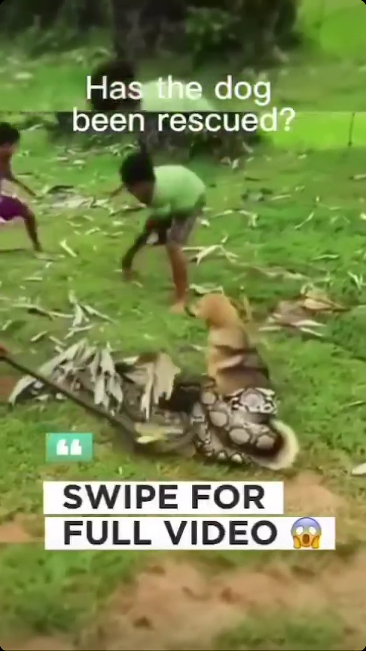 Heroic Rescue: Dog Saved from Python Attack