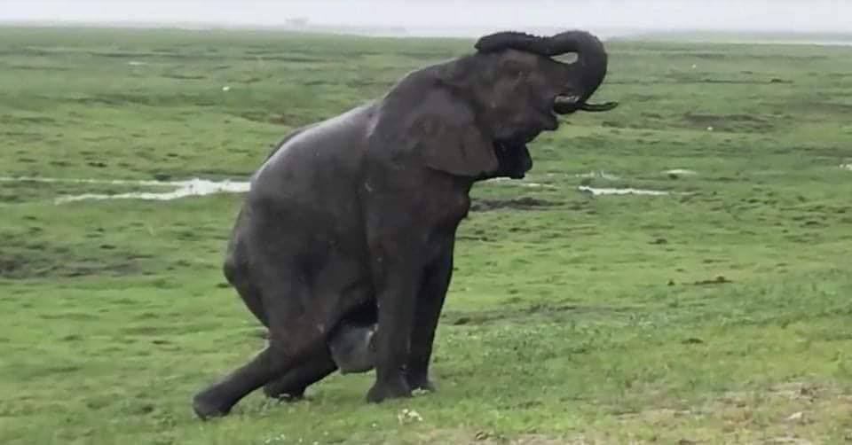 Elephant Gives Birth to Something Very Rare, Staff Sees The Baby & Immediately Screams… Check Comment Below 👇