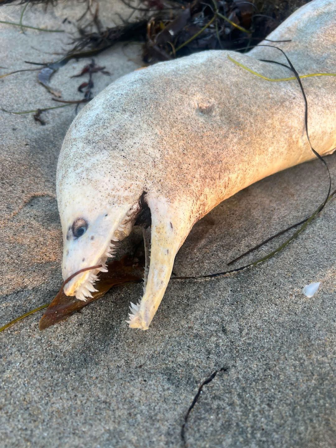 Nightmarish’ Creature Washes Onto California Beach .. see it down👇🏼👇🏼