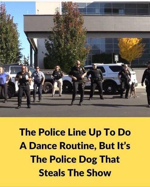 The Police Line Up To Do A Dance Routine, But It’s The Police Dog That Steals The Show….  Check more details in the comments below 👇👇👇